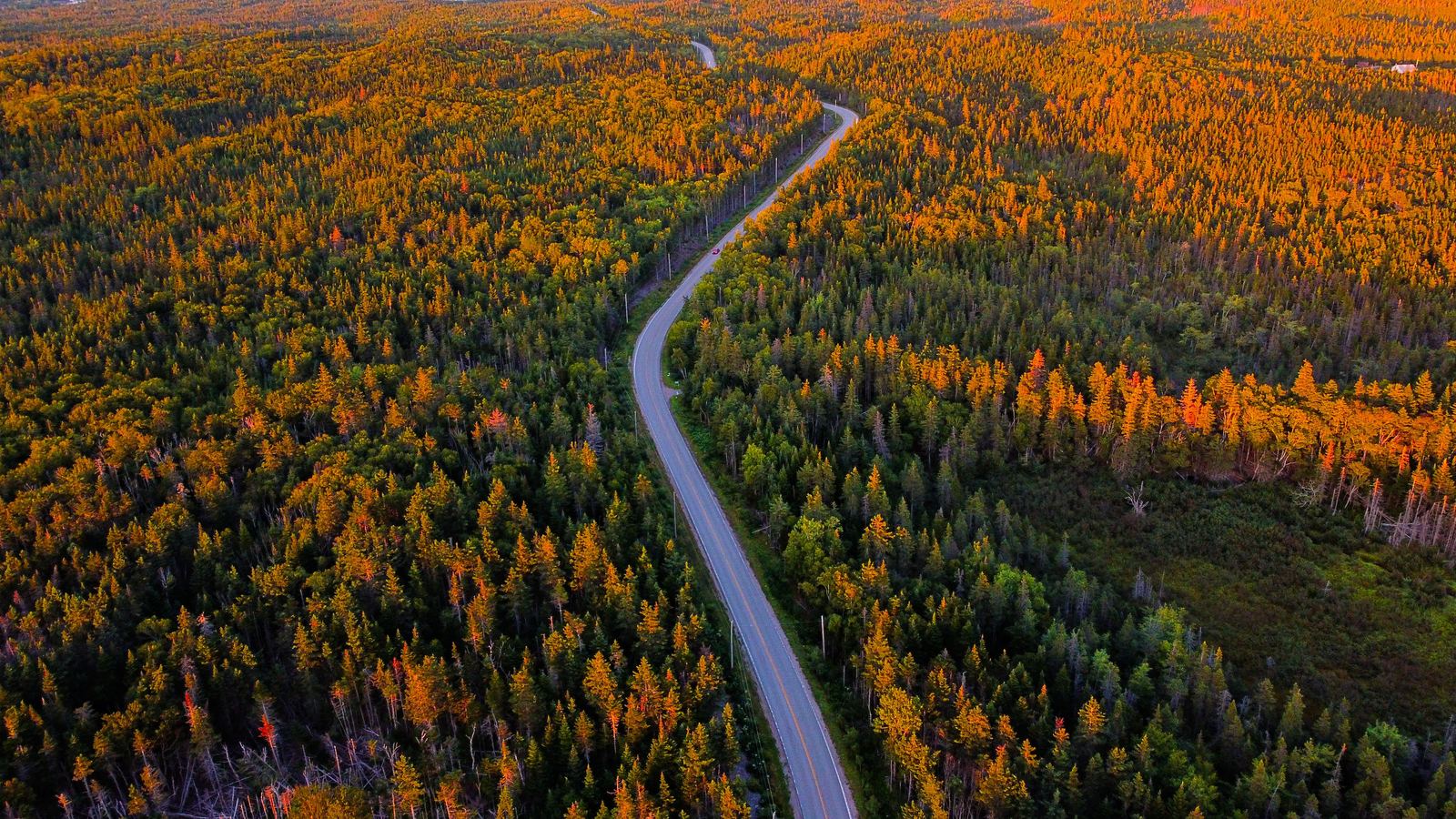 Route forestière traversant la forêt boréale en automne